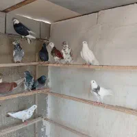 کبوتر پرشی