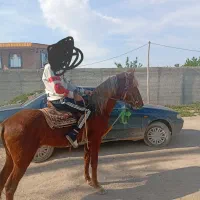 اسب نریان یورقه