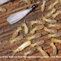 سم پاشی تخصصی موریانه سوسک موش تضمینی