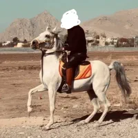 مادیان ۶سال کرد دوسر تایید شجره قوی ۹ ماه آبستن