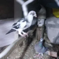 کفتر