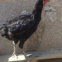 مرغ افغان