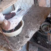 کفتر (کبوتر)
