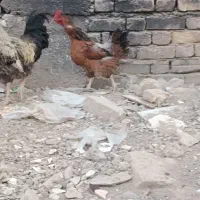 جوجه