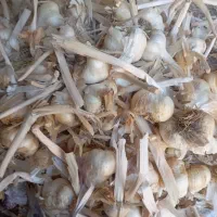سیر|عمده‌فروشی|همدان, |دیوار