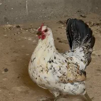 تخم مرغ گلین لری