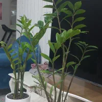 گل خانگی زاموفیلیا