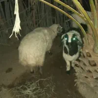 فروش گوسفند