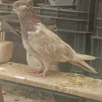 کبوتر شکار