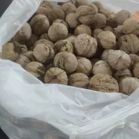 گردوی الشتر