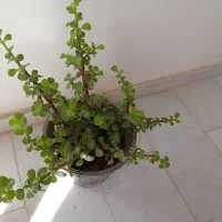 گلهای طبیعی