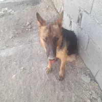 سگ ژرمن ماده