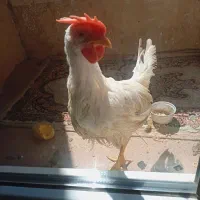 خروس سفید
