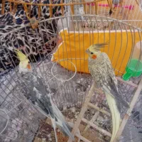 عروس هلندی گل باقالی