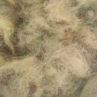 کاکل ذرت سفید  ((مو ذرت))