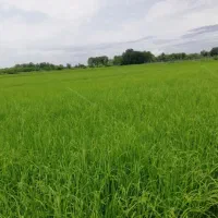 ۱۰۰۰ متر شالیزار برنج