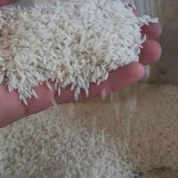 برنج طارم محلی