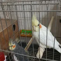 عروس هلندی