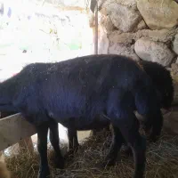 بره نروماده افشاری