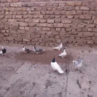 کبوترسیاه پوش