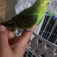 مرغ عشق فروش فوری