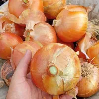 سلام برداشت پیاز طلایی درجه ۱