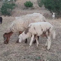 میش بره دار