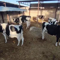 فروش گاو شیری  و نر