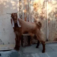 کهره