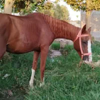 مادیون گمشده