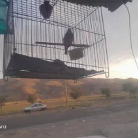 سهره نره بخوان ۳ساله قفس
