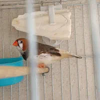 فنج شارکول سفید