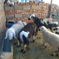 سلام 3میش ویک بره نرچاق چاق چله درخاش