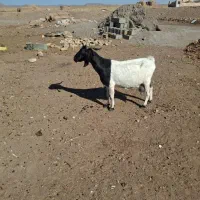 بز فروشی