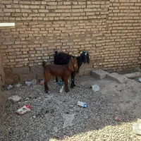 تیز بز باییگ