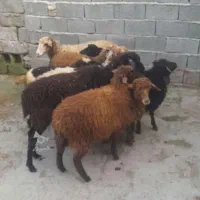 میش وبره