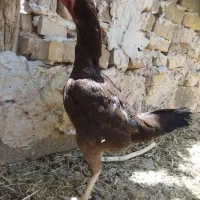 مرغ لاری