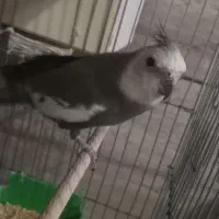 عروس هلندی مولد