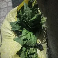 سبزی اسفناج