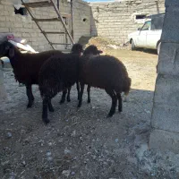 گوسفند
