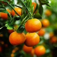 کود ارگانیک   با افزایش تناژ بالا و کیفیت محصول