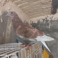 جوجه پلاکی مسافتی