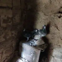 کفتر|پرنده|درمیان, |دیوار