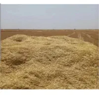 کاه گندم