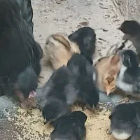 مرغ و جوجه محلی