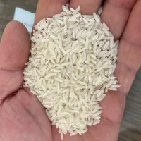 برنج طارم هاشمی فریدونکنار مستقیم از شالیزار