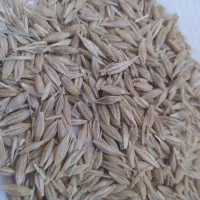 جو بذری تمیز