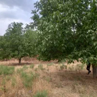۲۵۰۰ زمین آبی  با ۱۵ درخت تنومند گردو