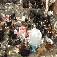 فروش جوجه 70روزه  بومی