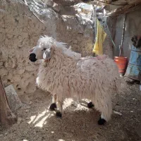 گوسفند